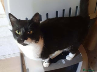 Mixed Breed cats Jacob for adoption - Advert 1