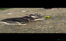 French Bulldog dogs for stud: Fluffy Frenchbulldog for stud checkmate bloodline - Image 3