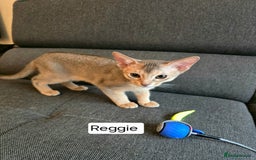 Abyssinian cats for sale: Abyssinian kittens for sale ! Just one boy left - Image 3