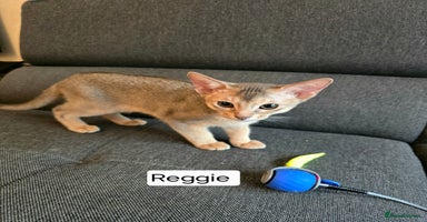 Abyssinian cats - Advert 15