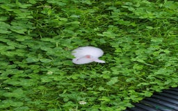 New Zealand rabbits for sale: 🐰 New Zealand White Rabbits – Friendly, Healthy🐰 - Image 6