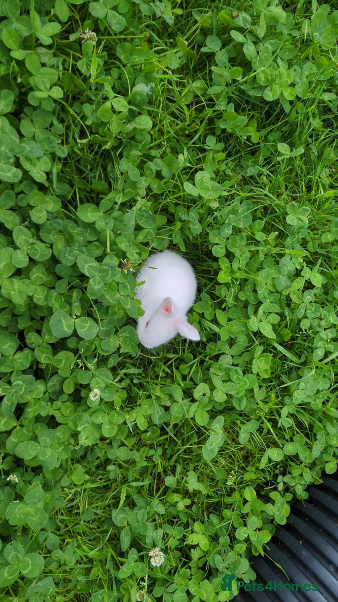 New Zealand rabbits for sale: 🐰 New Zealand White Rabbits – Friendly, Healthy🐰 - Image 6