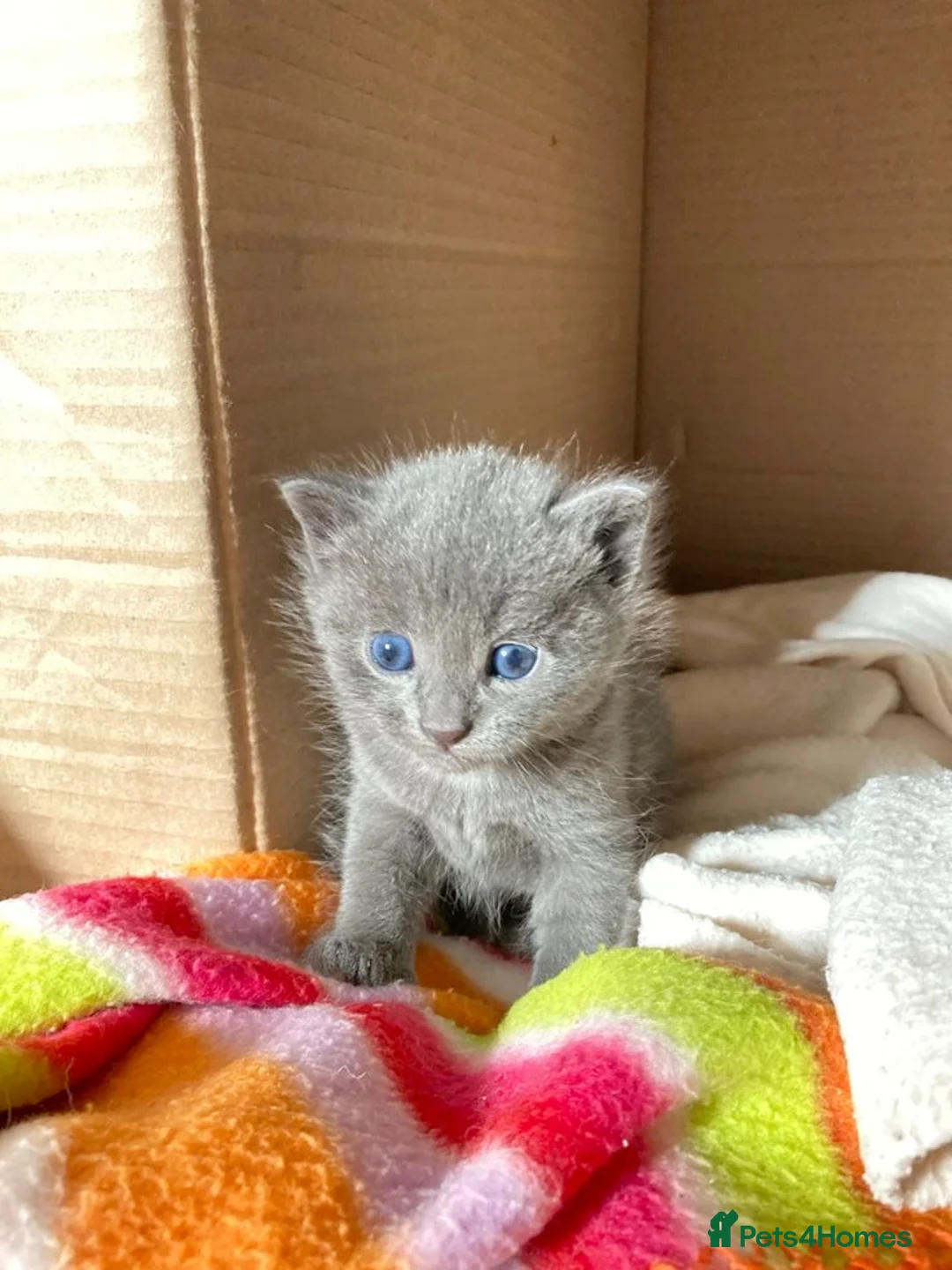 Russian Blue cats for sale: Gorgeous Russian Blue Kitten in Swansea - Advert 3