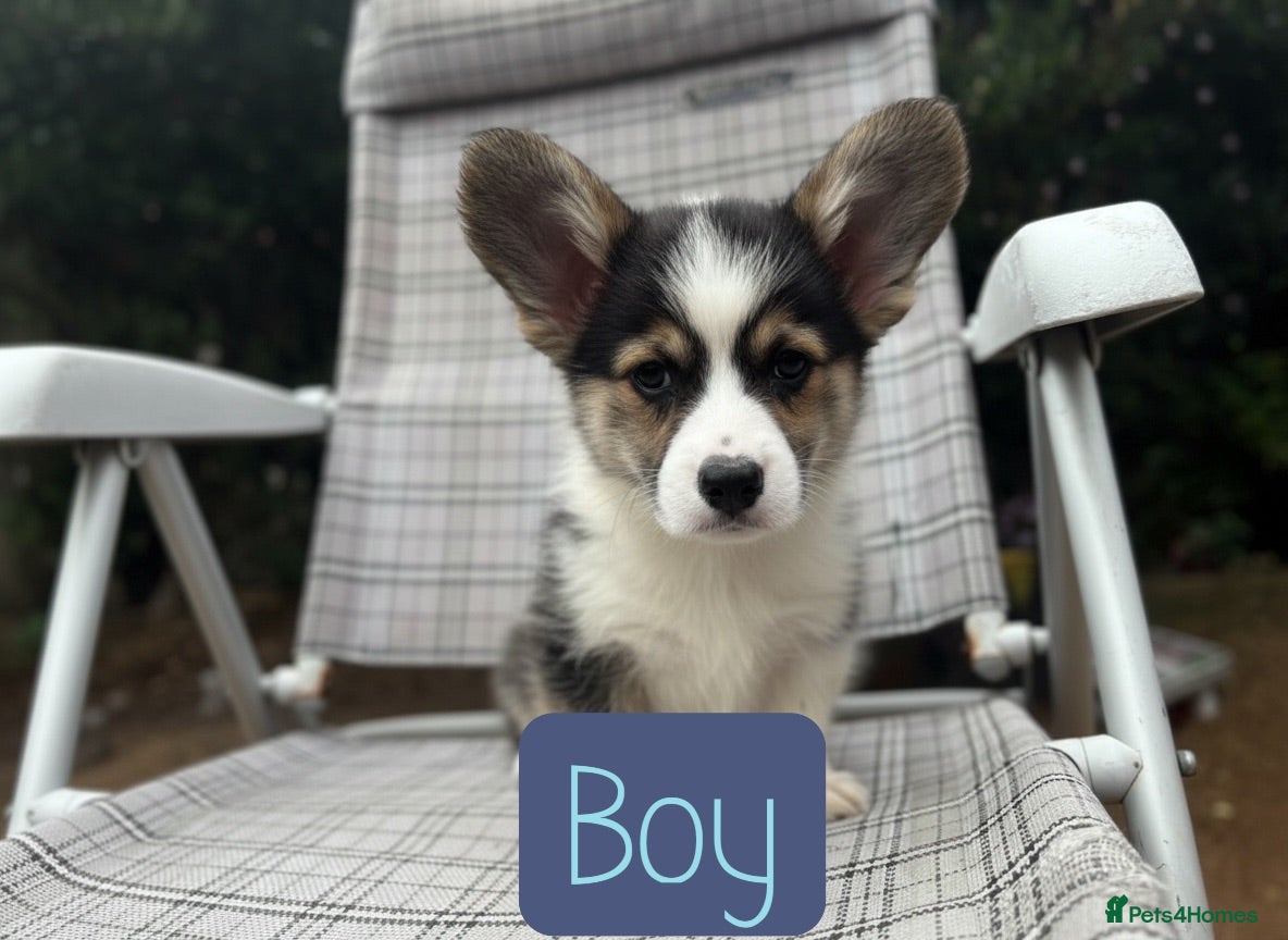 Welsh Corgi Pembroke dogs Show quality Pembrokeshire corgi READY NOW!!! - Advert 6