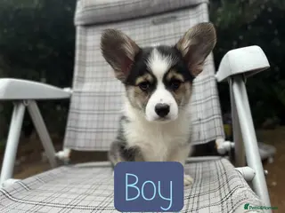 Welsh Corgi Pembroke dogs Show quality Pembrokeshire corgi READY NOW!!! - Advert 6
