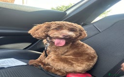 Cockapoo dogs for sale: Toy Cockapoo for sale✨ - Image 3