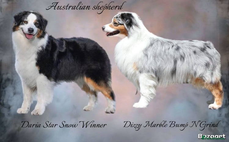 Australian Shepherd dogs - Advert 13
