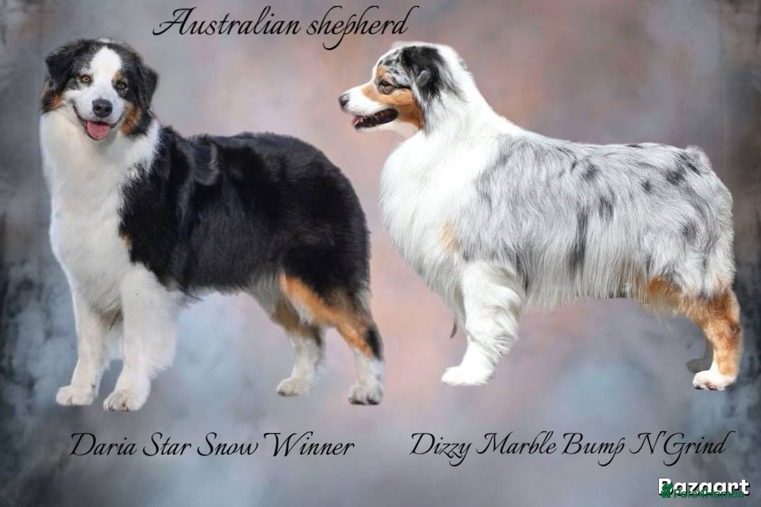 Australian Shepherd dogs for sale: Australian shepherd  - Image 1