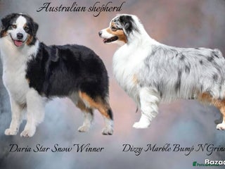 Australian Shepherd dogs - Advert 7