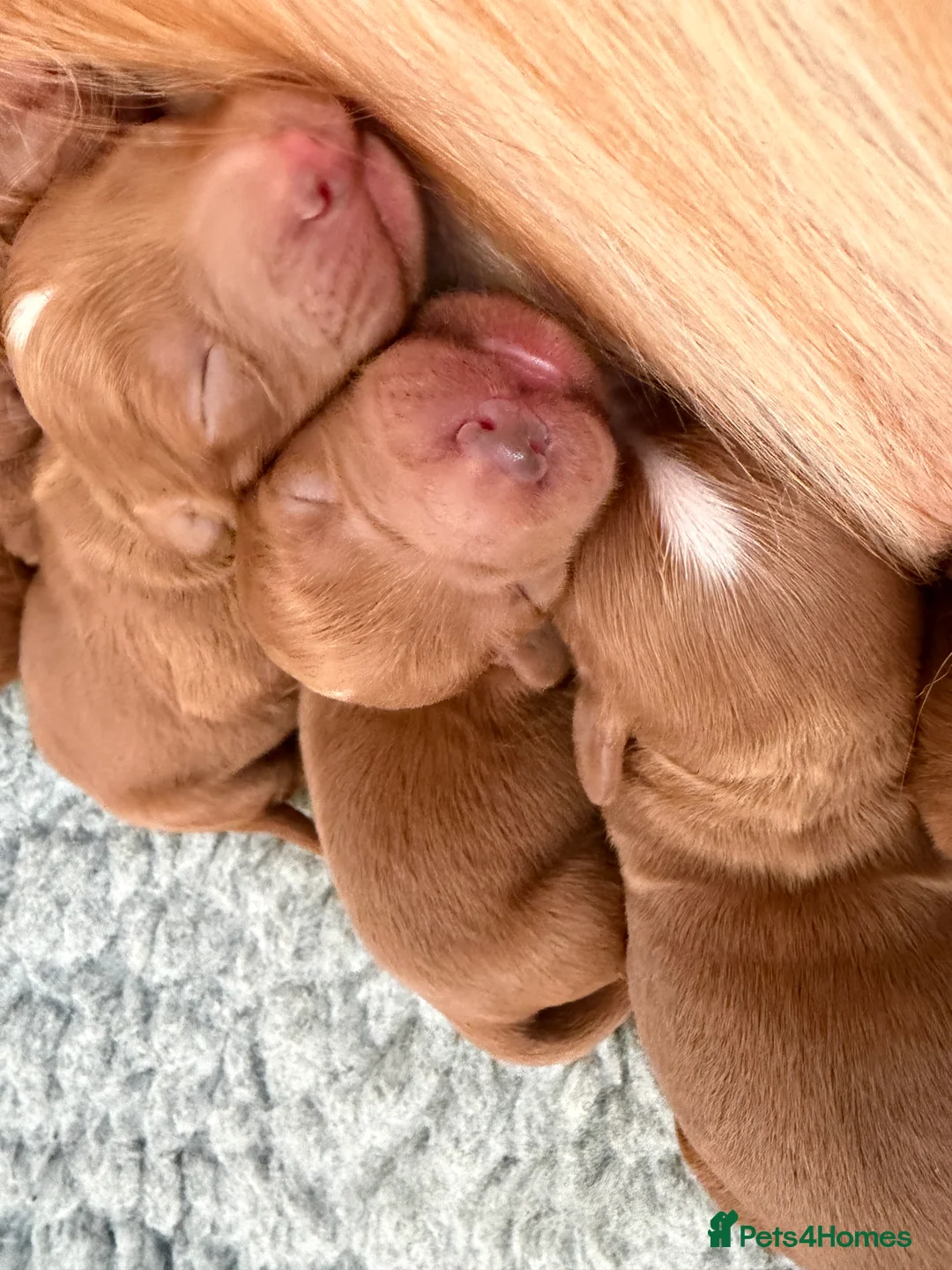 Cockapoo dogs for sale: 🌸🌸Extensively health tested F1 Cockapoo’s🌸🌸 - Advert 2