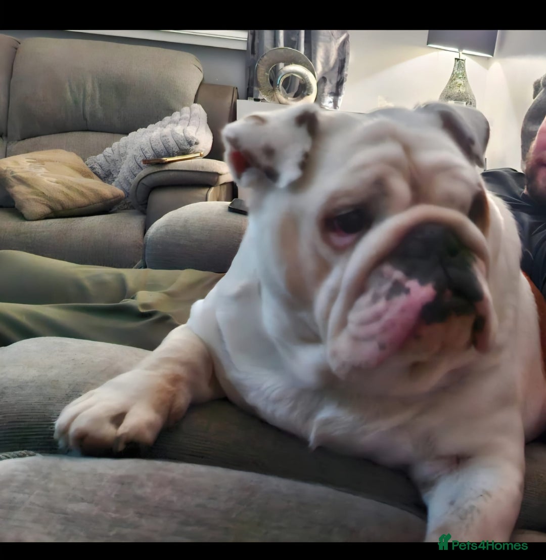 English Bulldog dogs for sale: Neil  - Image 8