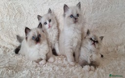 Ragdoll cats for sale: 💞BEAUTIFUL FULL PEDIGREE TICA RAGDOLL KITTENS 💞 - Image 1