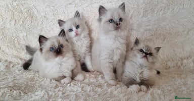 Ragdoll cats - Advert 7