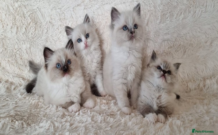 Ragdoll cats - Advert 9