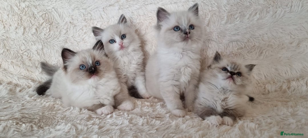 Ragdoll cats for sale: 💞BEAUTIFUL FULL PEDIGREE TICA RAGDOLL KITTENS 💞 - Image 1