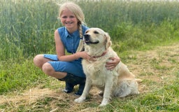 Golden Retriever dogs for sale: Beautiful pedigree Golden Retriever puppies  - Image 12