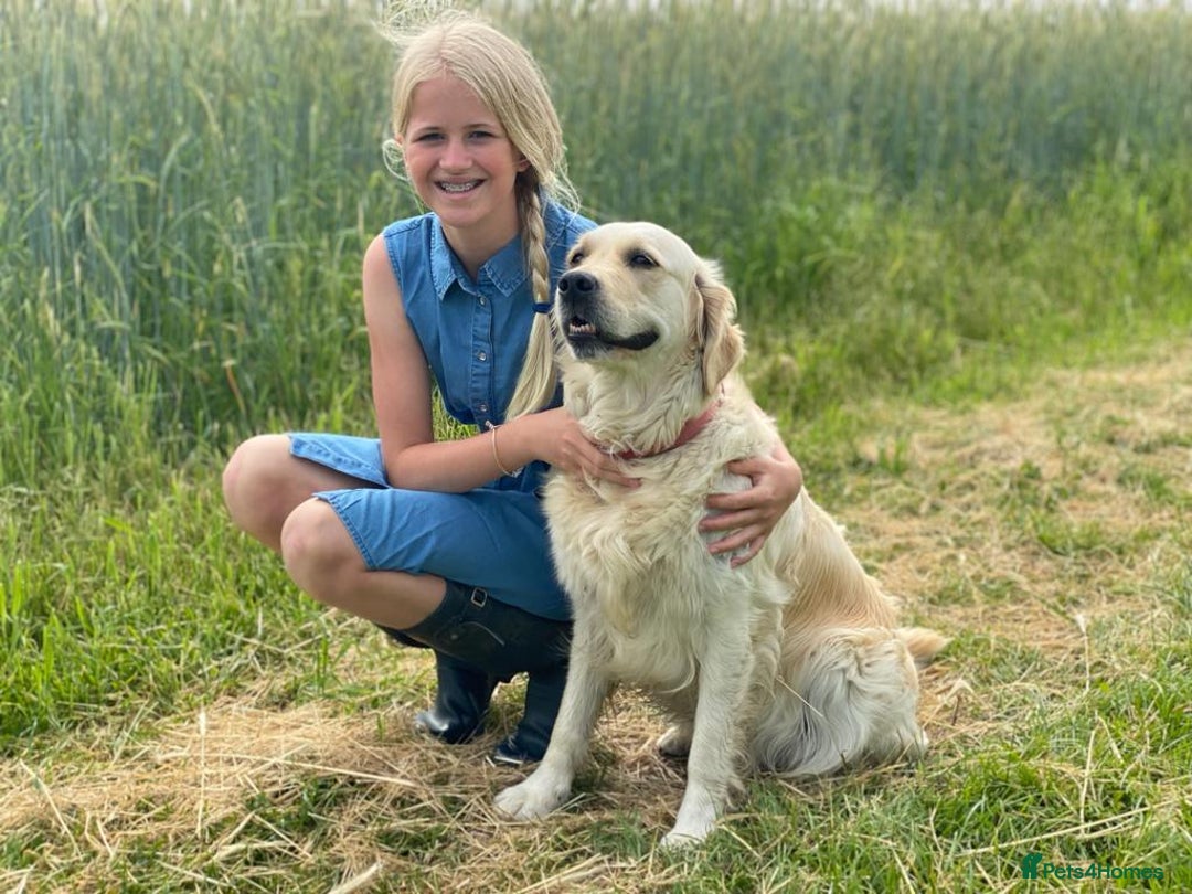 Golden Retriever dogs for sale: Beautiful pedigree Golden Retriever puppies  - Image 12