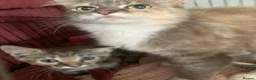 Mixed Breed cats for sale: Beautiful girls  - Advert 5
