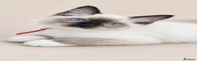 Ragdoll 2