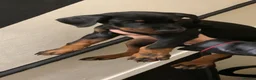 Dobermann dogs for sale: Royal KC Doberman puppies  - Advert 12