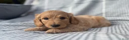 Goldendoodle dogs for sale: Beautiful Goldendoodle Puppies ready next week - Advert 22