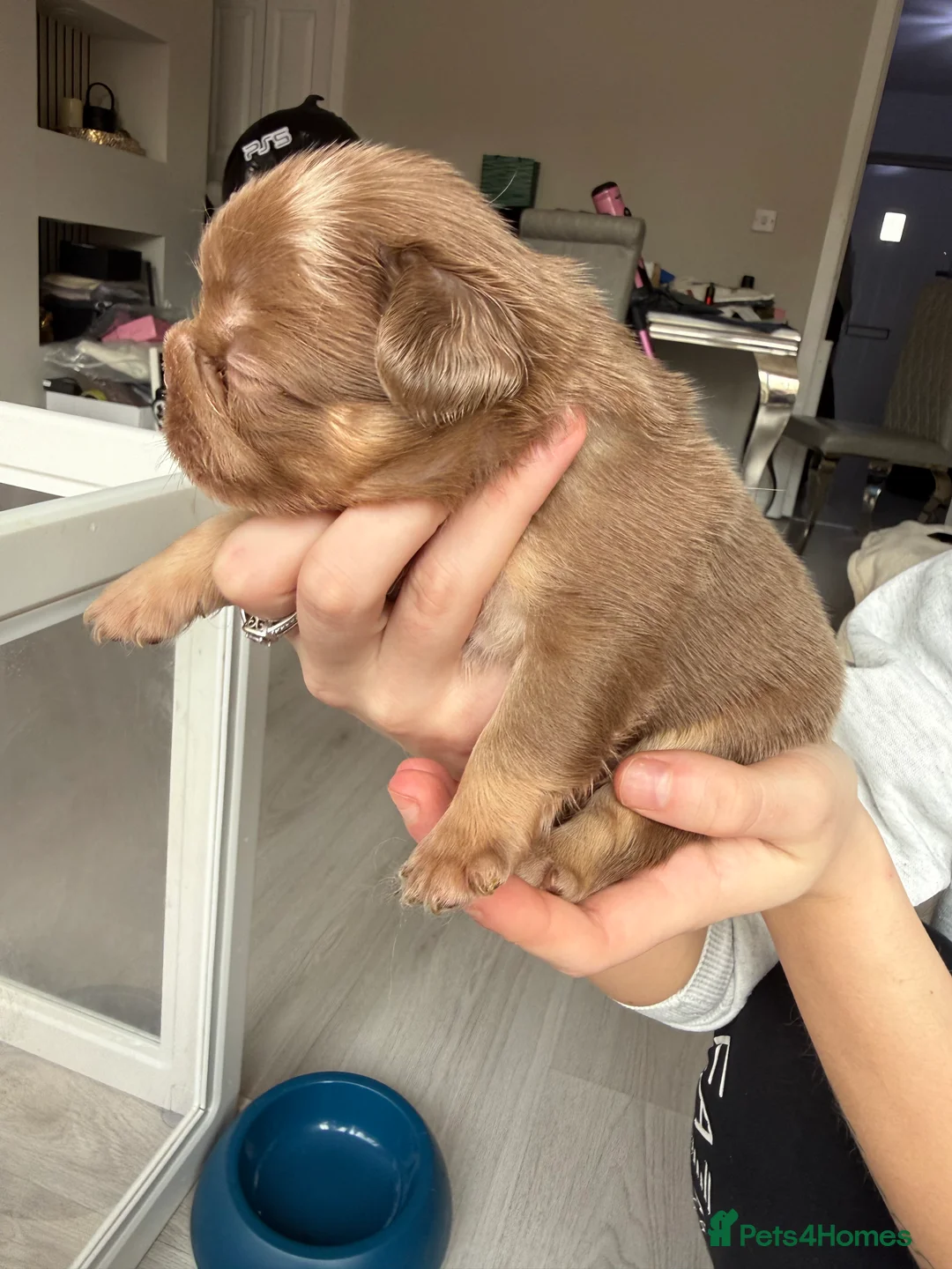 French Bulldog dogs for sale: Full fluffy frenchies  - Advert 14