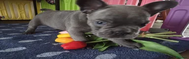 French Bulldog Puppy 4