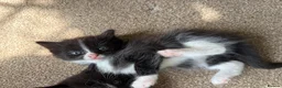 Mixed Breed cats for sale: 8 wk Grey White Kitten - Advert 4