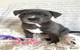 Staffordshire Bull Terrier dogs for sale: 🩵🌸Stunning Staffordshire Bull Terrier female🌸🩵 - Image 1