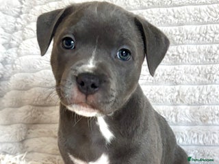 Staffordshire Bull Terrier dogs - Advert 1