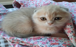 Scottish Fold cats for sale: TICA Registered Scottish Fold Two Spayed Kittens  - Image 21