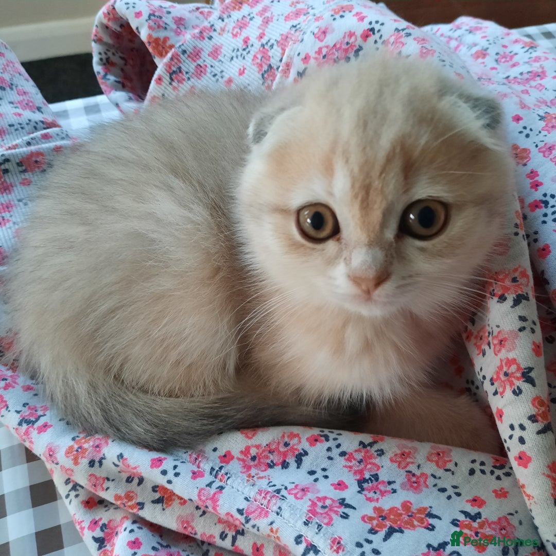 Scottish Fold cats for sale: TICA Registered Scottish Fold Two Spayed Kittens  - Image 21