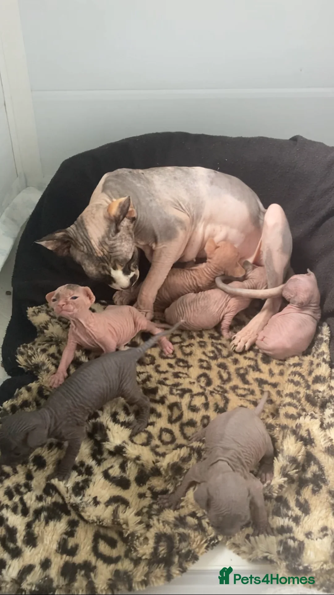 Sphynx cats for sale: 1 boy 4 girls HCM tested parents every year - Advert 7