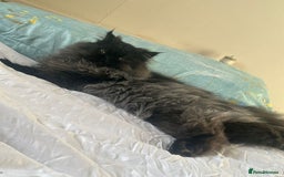 Persian cats for sale: Goregeous Grey Blackpoint Persian Chinchilla - Image 4