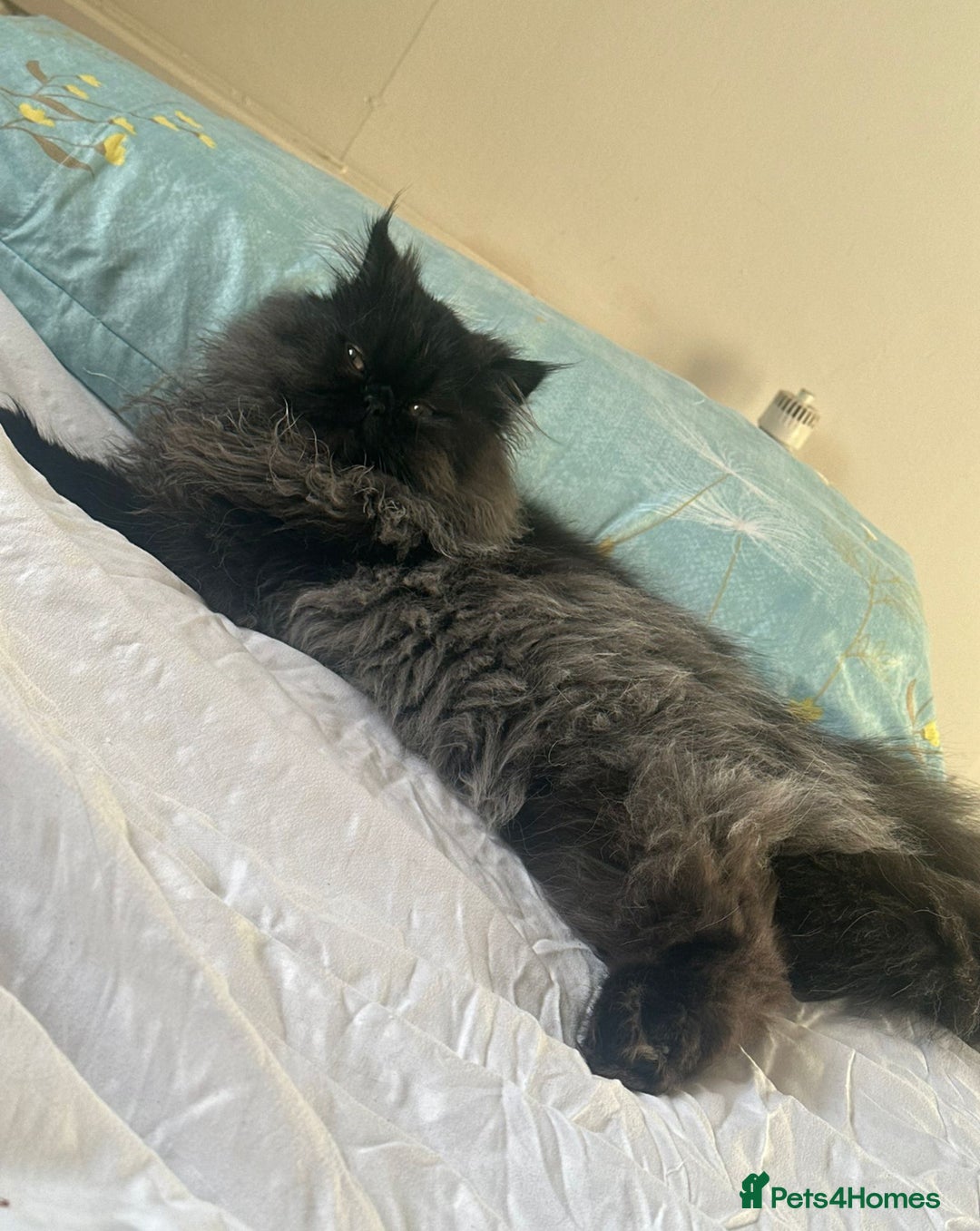 Persian cats for sale: Goregeous Grey Blackpoint Persian Chinchilla - Image 4