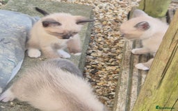 Snowshoe cats for sale: Stunning pedigree Snowshoe kittens  - Image 14