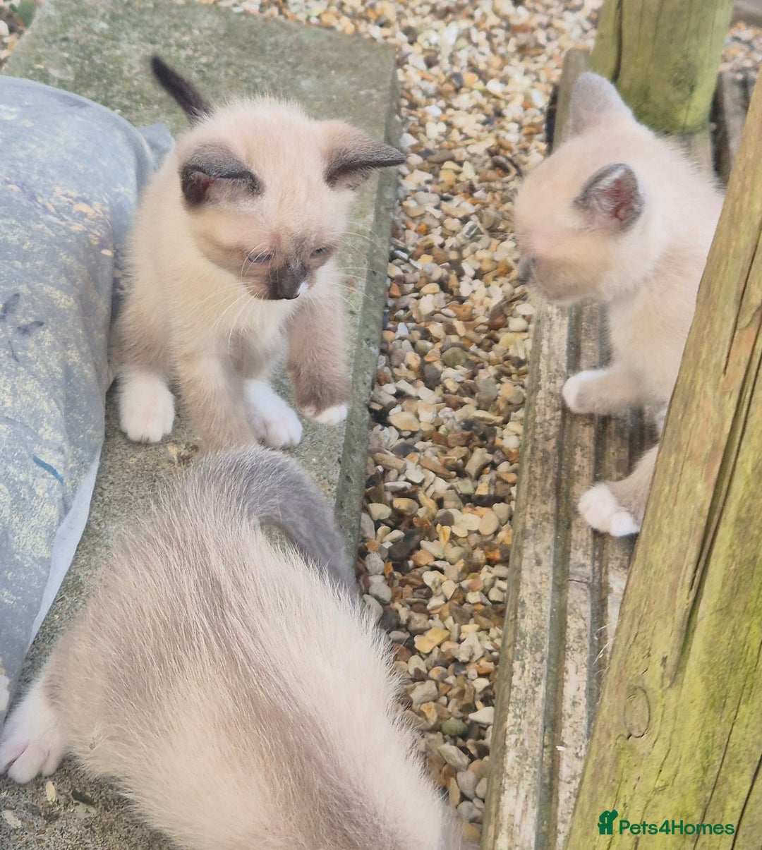 Snowshoe cats for sale: Stunning pedigree Snowshoe kittens  - Image 14