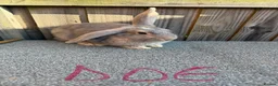 Giant Papillon rabbits for sale: Miniloop , netherland draft and continental cross - Advert 14