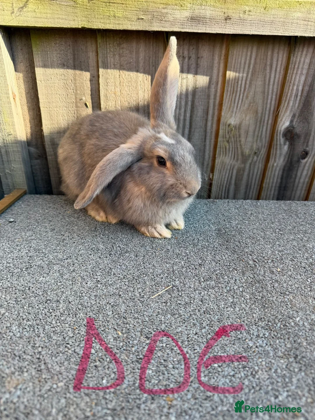 Giant Papillon rabbits for sale: Miniloop , netherland draft and continental cross - Advert 14