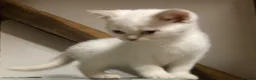 British Shorthair cats for sale: British Shorthair Kitten - Advert 16
