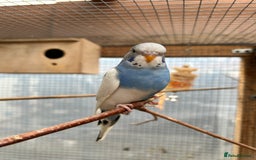 Budgerigars birds for sale: Baby Budgies For Sale  - Image 10