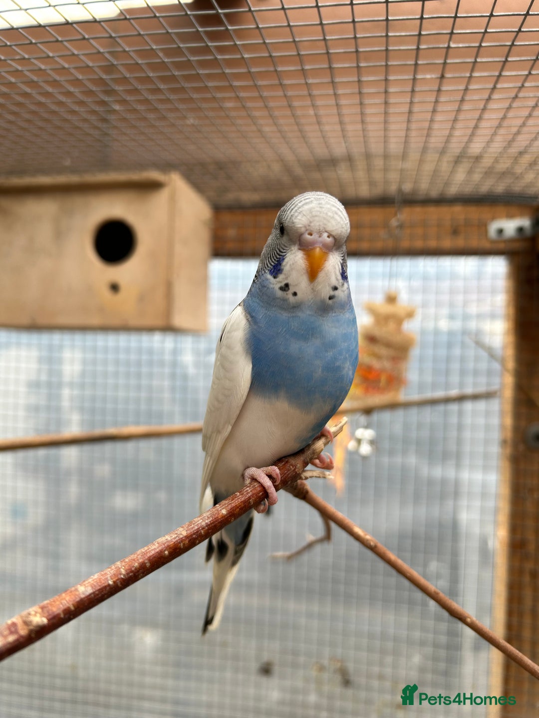 Budgerigars birds for sale: Baby Budgies For Sale  - Image 10