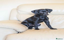 Mixed Breed dogs for adoption: Ms Bean - Image 6