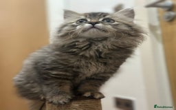 Napoleon cats for sale: 1 boy & 2 girls minuet kittens ready for new home - Advert 4