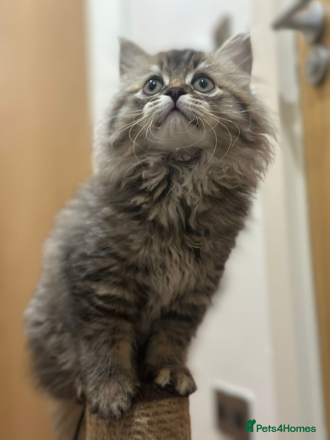 Napoleon cats for sale: 1 boy & 2 girls minuet kittens ready for new home - Advert 4