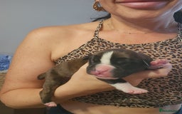 Boxer dogs for sale: 🌟KC REG BOBTAIL BOXER PUPS🌟 - Image 5