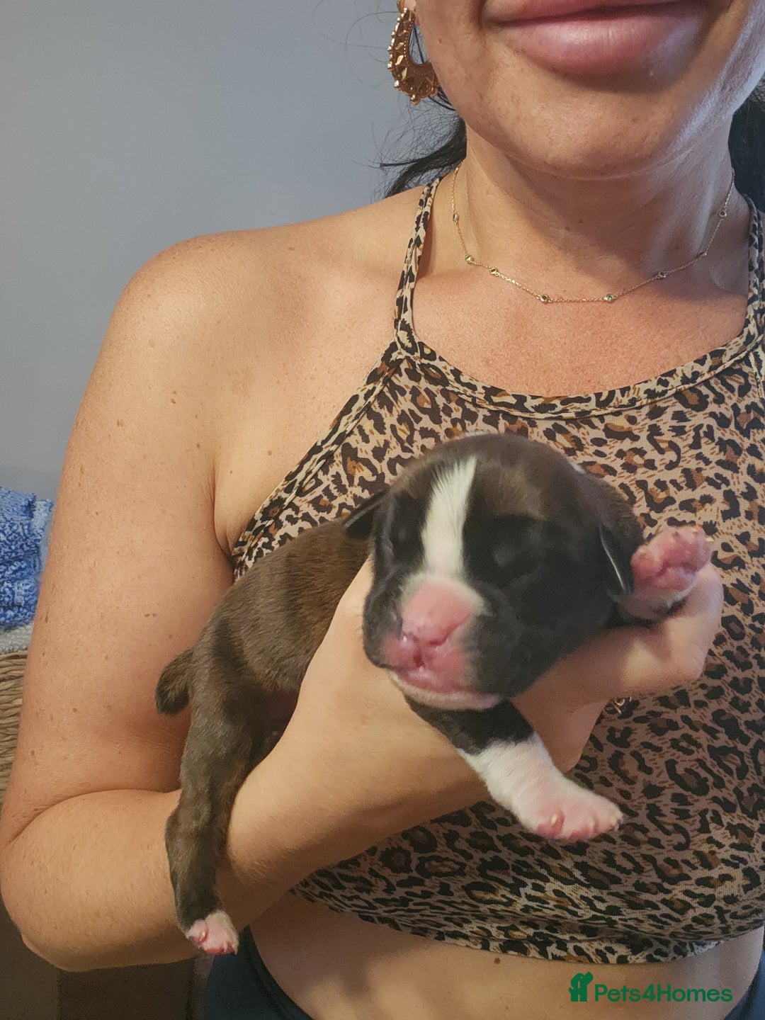 Boxer dogs for sale: 🌟KC REG BOBTAIL BOXER PUPS🌟 - Image 5