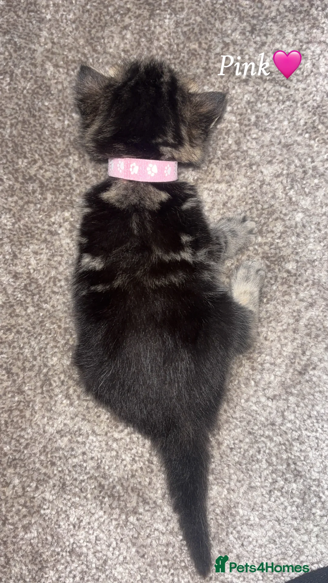 Mixed Breed cats for sale: 1:4 Mainecoon kittens  - Advert 18