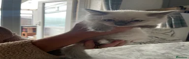 Ragdoll 4