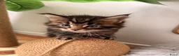 Maine Coon cats for sale: 🐈‍⬛ Maine Coon Kittens 3 Girls and 2 Boys 🐈‍⬛ - Advert 14